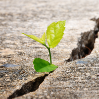 Plant in pavement crack