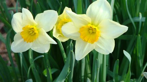 Daffodils