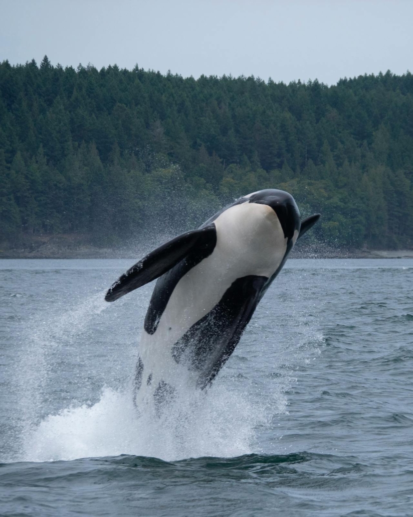 Orca