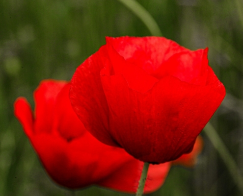 red poppy