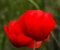 red poppy