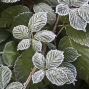 hoarfrost-225261_640