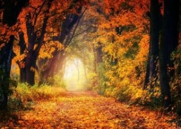 jplenio-fall-3186876_640