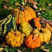 alexas_fotos-pumpkins-1712841_640
