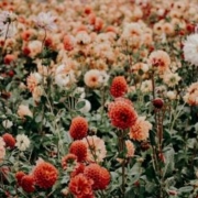 jacalyn-beales-KDg6MX6Wszs-unsplash