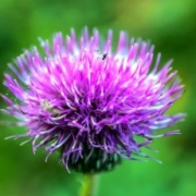 marianq-nature-3793971_640